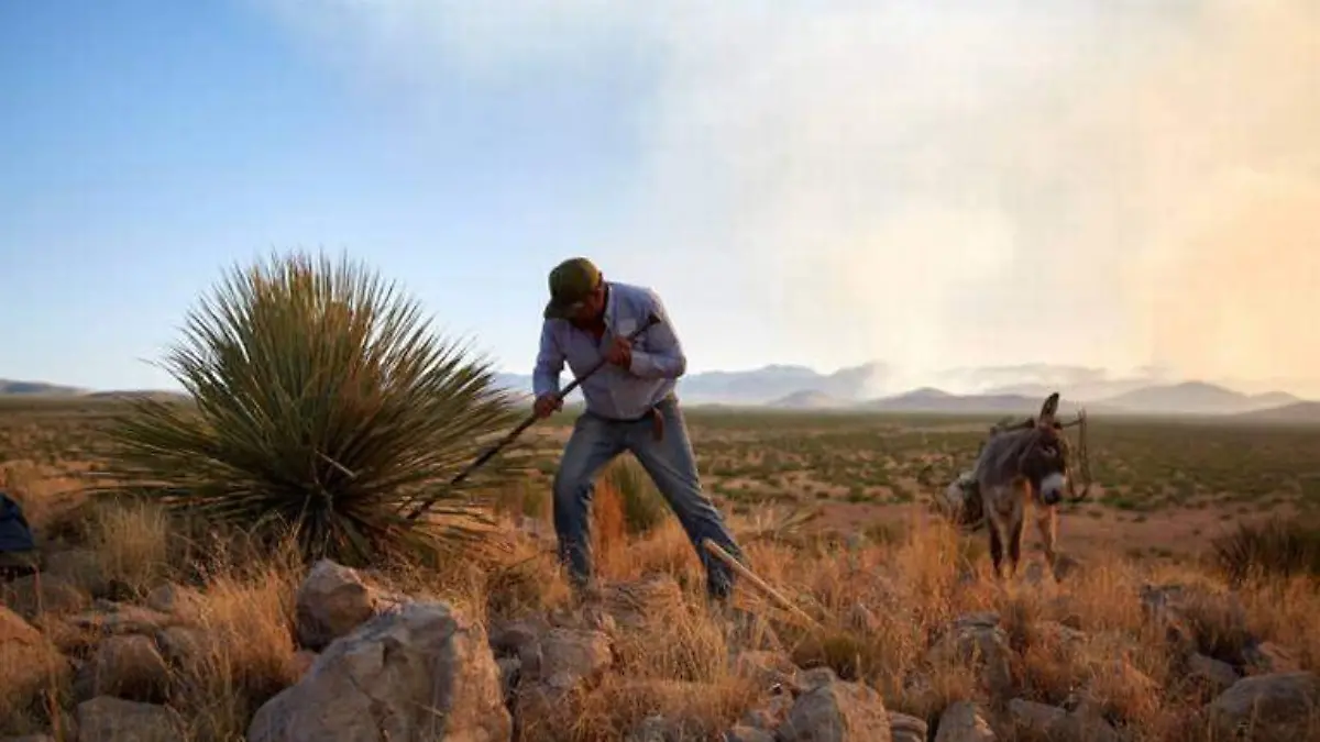 producción de sotol